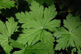 Attēlu rezultāti vaicājumam “Geranium bohemicum leaf”