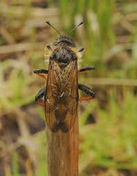 Attēlu rezultāti vaicājumam “Cimbicidae”