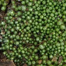 Attēlu rezultāti vaicājumam “Bryum funkii macro”