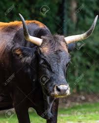 Attēlu rezultāti vaicājumam “Bos primigenius taurus”