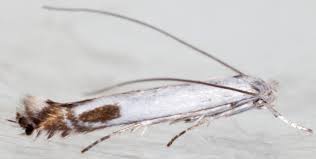 Attēlu rezultāti vaicājumam “Lyonetia clerkella”