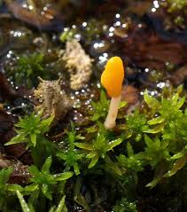 Attēlu rezultāti vaicājumam “Mitrula paludosa”