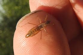 Attēlu rezultāti vaicājumam “Nabis limbatus”