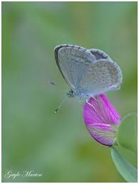 Attēlu rezultāti vaicājumam “Vacciniina optilete underside”