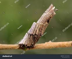 Attēlu rezultāti vaicājumam “Ptilodon capucina larva”