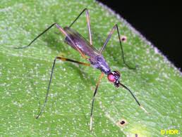 Attēlu rezultāti vaicājumam “Micropezidae”