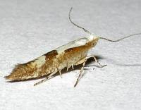 Attēlu rezultāti vaicājumam “Argyresthia pruniella”