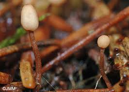 Attēlu rezultāti vaicājumam “Heyderia abietis”