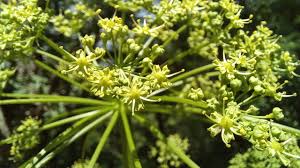Attēlu rezultāti vaicājumam “Heracleum sphondylium subsp. sibiricum fruit”