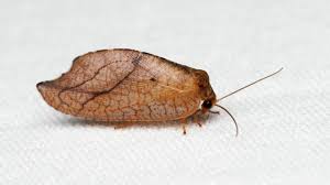 Attēlu rezultāti vaicājumam “Drepanepteryx phalaenoides”