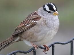 Image result for Zonotrichia leucophrys