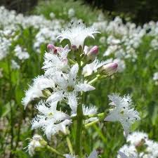 Attēlu rezultāti vaicājumam “Menyanthes trifoliata flower”