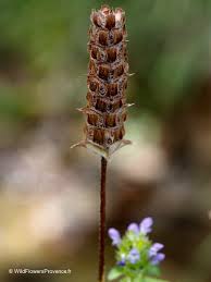 Attēlu rezultāti vaicājumam “Prunella vulgaris”