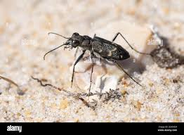 Attēlu rezultāti vaicājumam “Cicindela sylvatica”