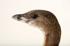 Image result for Podilymbus podiceps