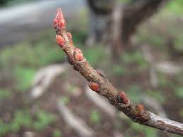Attēlu rezultāti vaicājumam “Acer saccharinum bud”