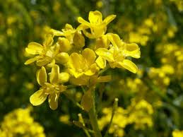 Attēlu rezultāti vaicājumam “Bunias orientalis flower”