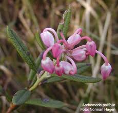 Attēlu rezultāti vaicājumam “Andromeda polifolia”