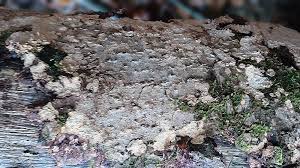 Attēlu rezultāti vaicājumam “Cystostereum murrayi”