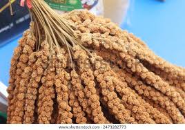 Attēlu rezultāti vaicājumam “Phleum phleoides fruit”