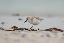 Attēlu rezultāti vaicājumam “Calidris alba adult”
