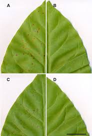 Attēlu rezultāti vaicājumam “Nicotiana tabacum leaf”