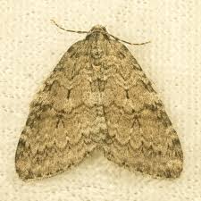 Attēlu rezultāti vaicājumam “Epirrita sp.”