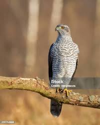 Attēlu rezultāti vaicājumam “Accipiter gentilis adult”