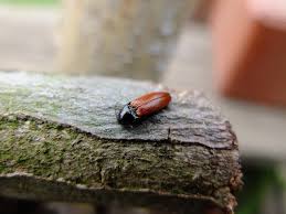 Attēlu rezultāti vaicājumam “Ampedus pomorum”