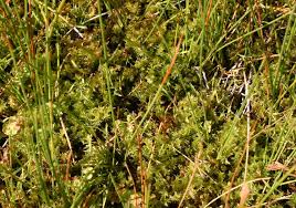 Attēlu rezultāti vaicājumam “Meesia triquetra”