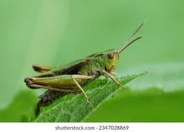 Attēlu rezultāti vaicājumam “Omocestus viridulus”