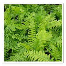 Attēlu rezultāti vaicājumam “Matteuccia struthiopteris”