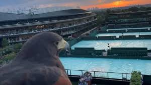 Image result for Wimbledon Hawks