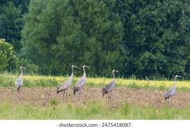 Attēlu rezultāti vaicājumam “Grus grus adult”