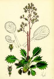 Attēlu rezultāti vaicājumam “Atriplex calotheca flower”