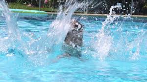 Image result for Aberavon Swimming Club