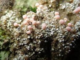 Attēlu rezultāti vaicājumam “Dibaeis baeomyces”