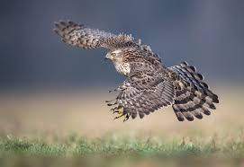 Image result for Goshawks G C