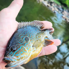 Image result for Lepomis cyanellus