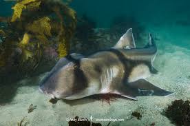 Image result for Heterodontus portusjacksoni