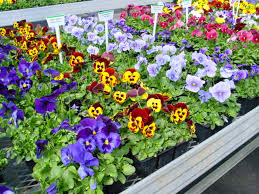 Image result for Viola x wittrockiana `Hiemalis`