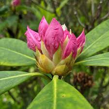Attēlu rezultāti vaicājumam “rhododendron”