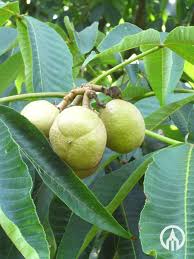 Attēlu rezultāti vaicājumam “Aesculus flava fruit”