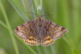 Attēlu rezultāti vaicājumam “Euclidia glyphica”