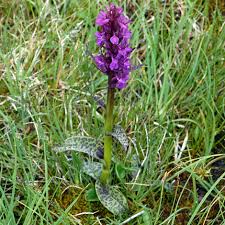 Attēlu rezultāti vaicājumam “Dactylorhiza cruenta flower”