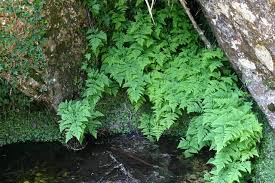 Attēlu rezultāti vaicājumam “Gymnocarpium robertianum”