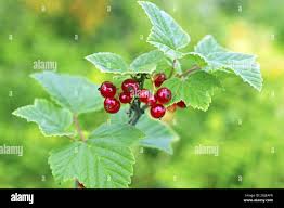 Attēlu rezultāti vaicājumam “Ribes spicatum”