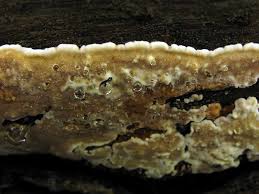 Attēlu rezultāti vaicājumam “Rigidoporus crocatus”