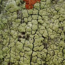 Attēlu rezultāti vaicājumam “Lecanora conizaeoides”