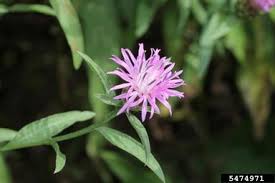 Attēlu rezultāti vaicājumam “Centaurea jacea bud”